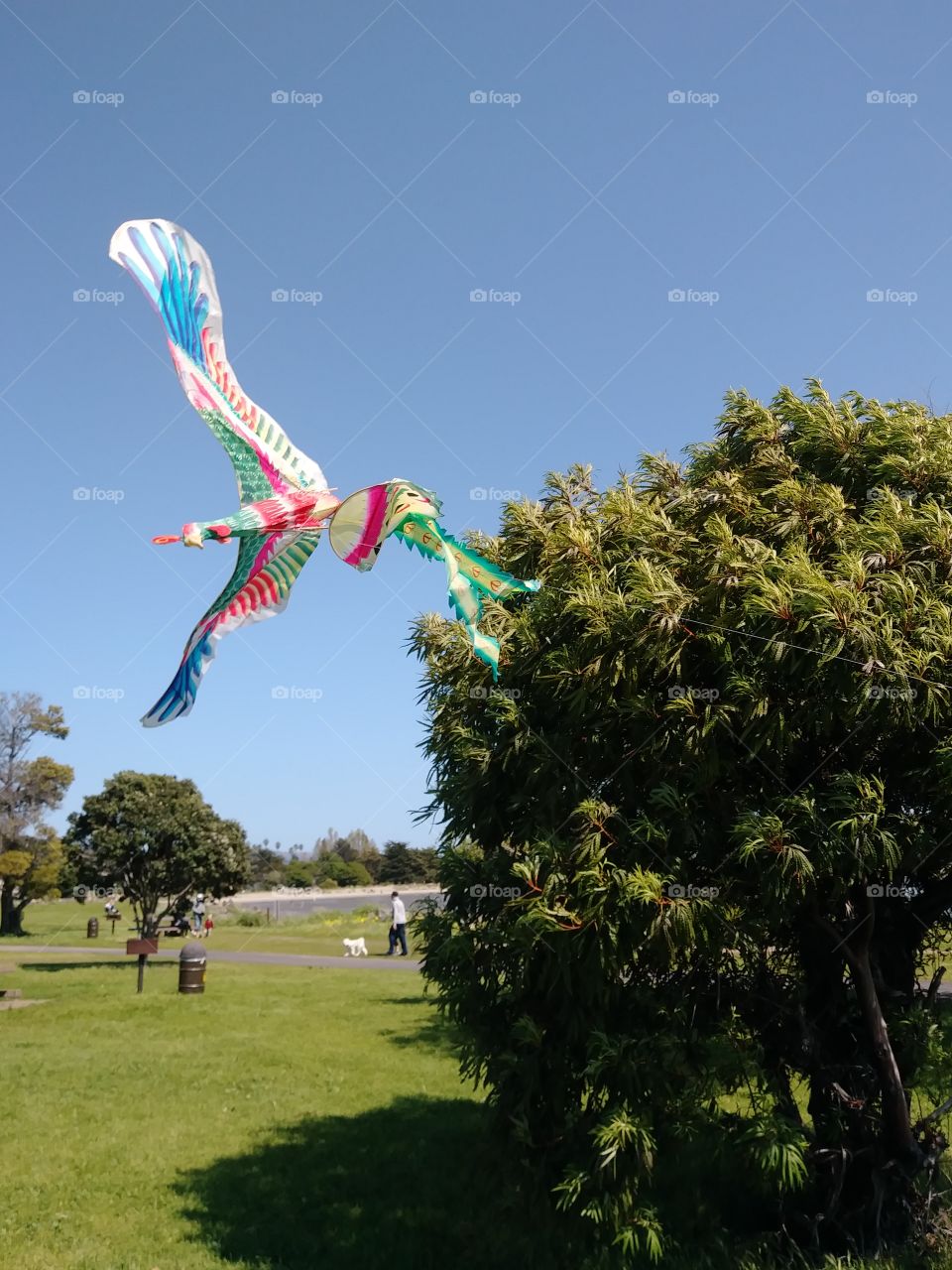 peacock kite