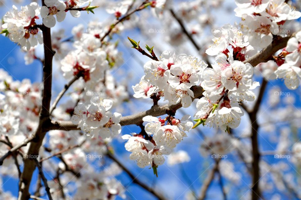 Low angle view of tree branch