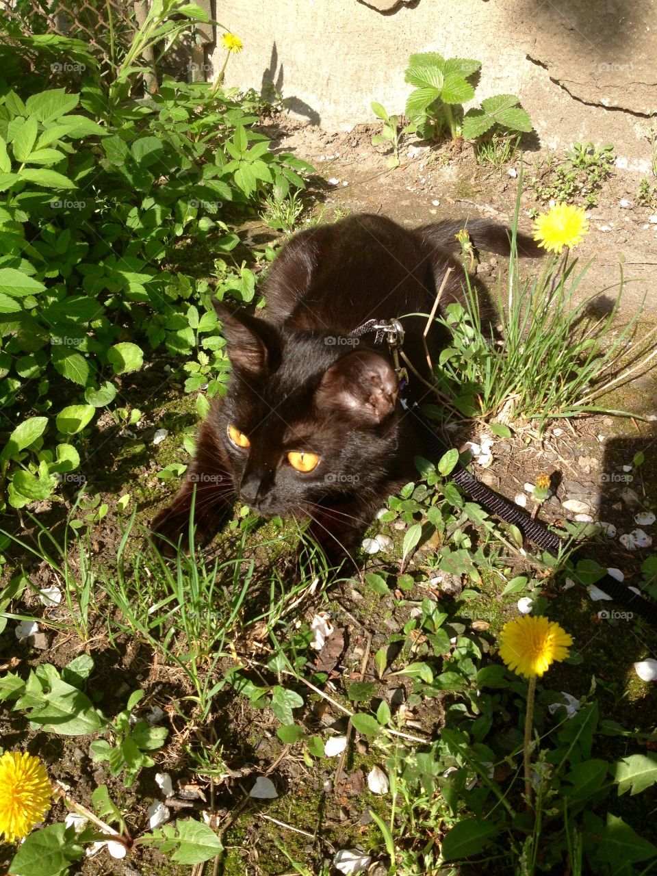 Black cat on a ground with grass dandelions and flowers