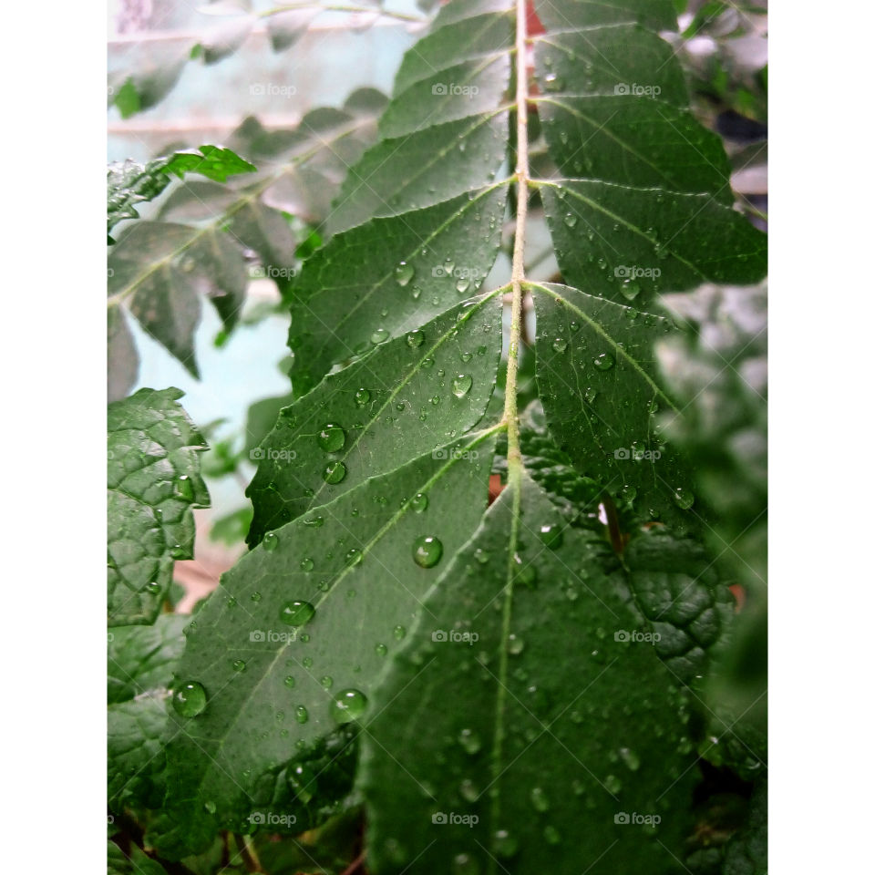 Green:Curry leafs