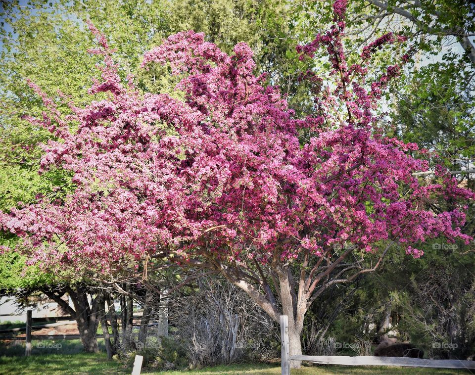 Spring Has Sprung in Saratoga!