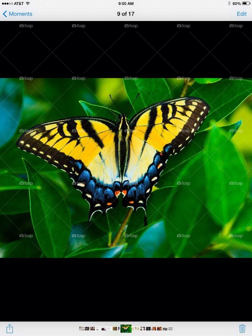 Butterfly swallowtail nature