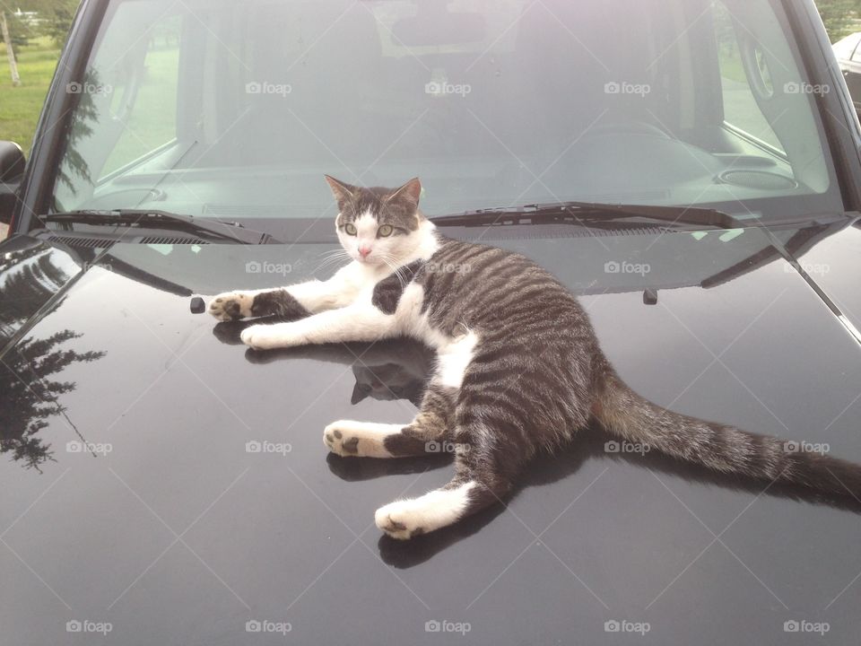 Kitty car