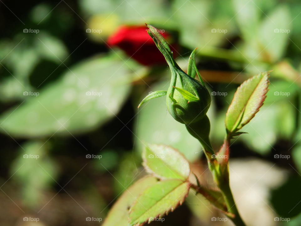 Emerging rose bud closeup detail with red rose in background 