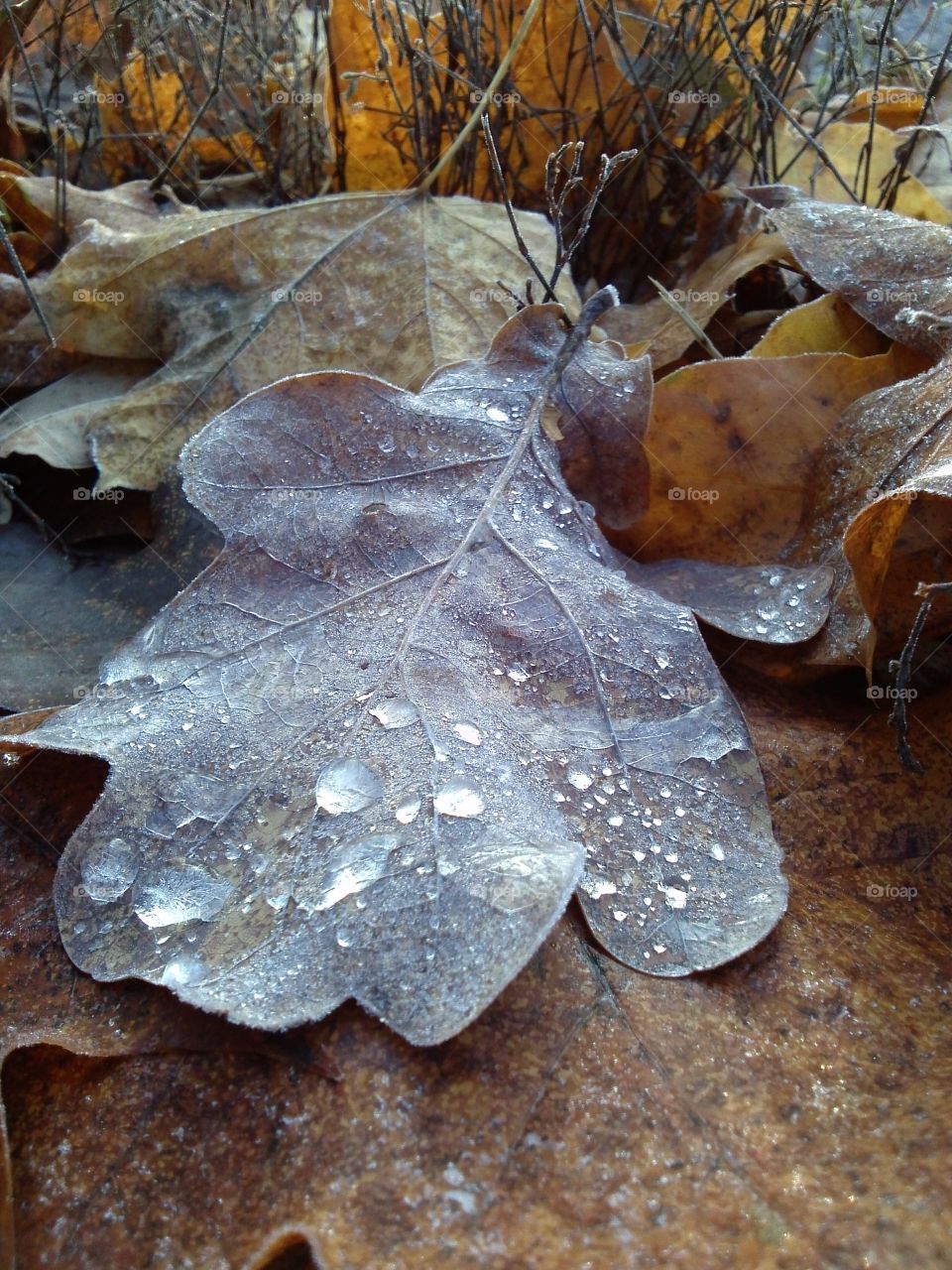 icy morning