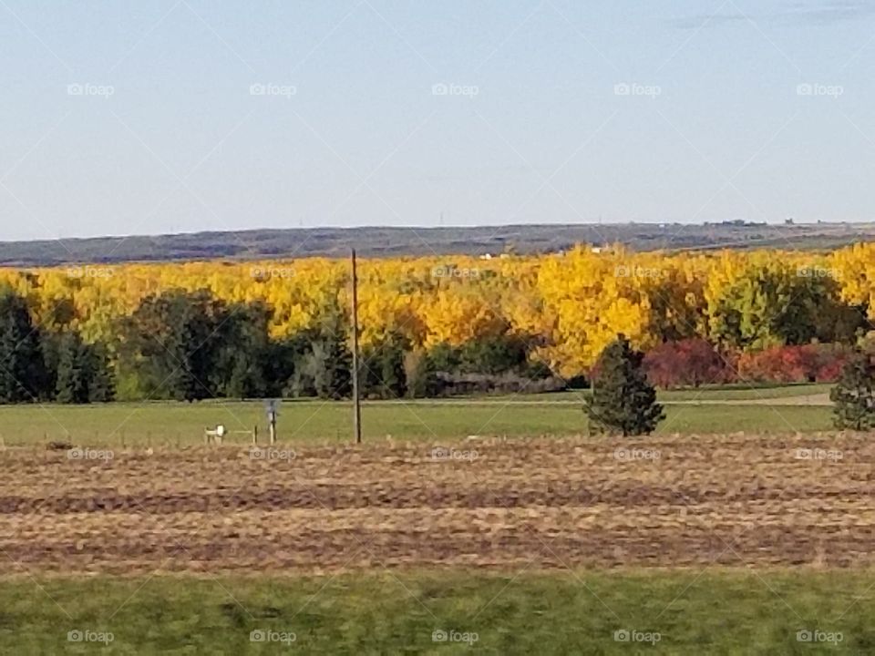 Tree, Landscape, Agriculture, Field, Fall
