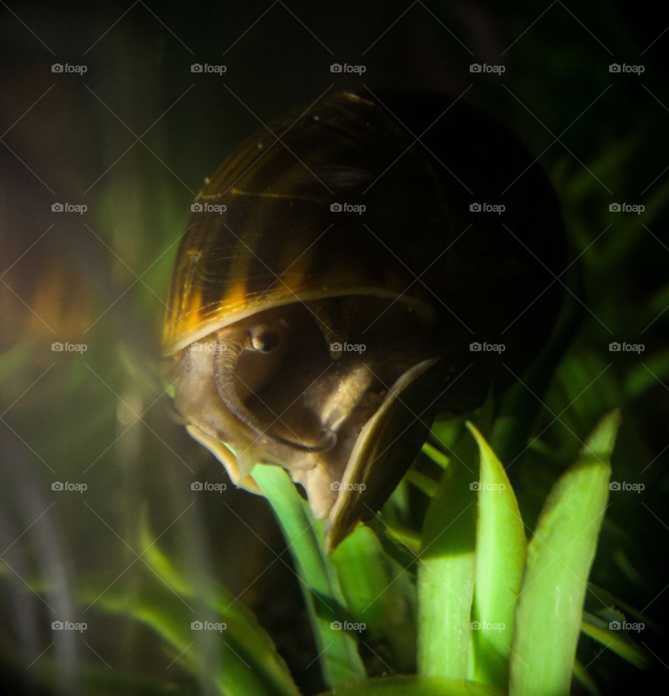 when snail freshwater in aquarium