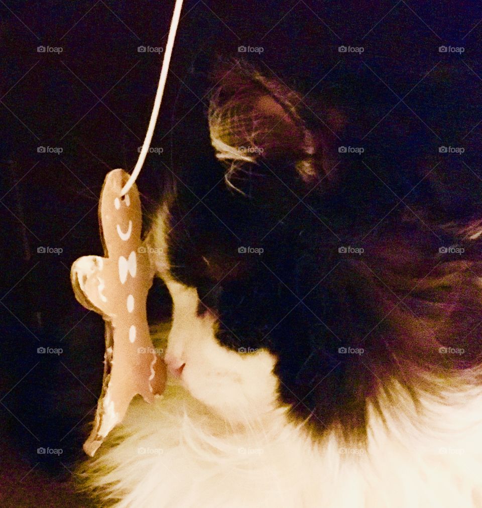 Tuxedo cat v. gingerbread man 3