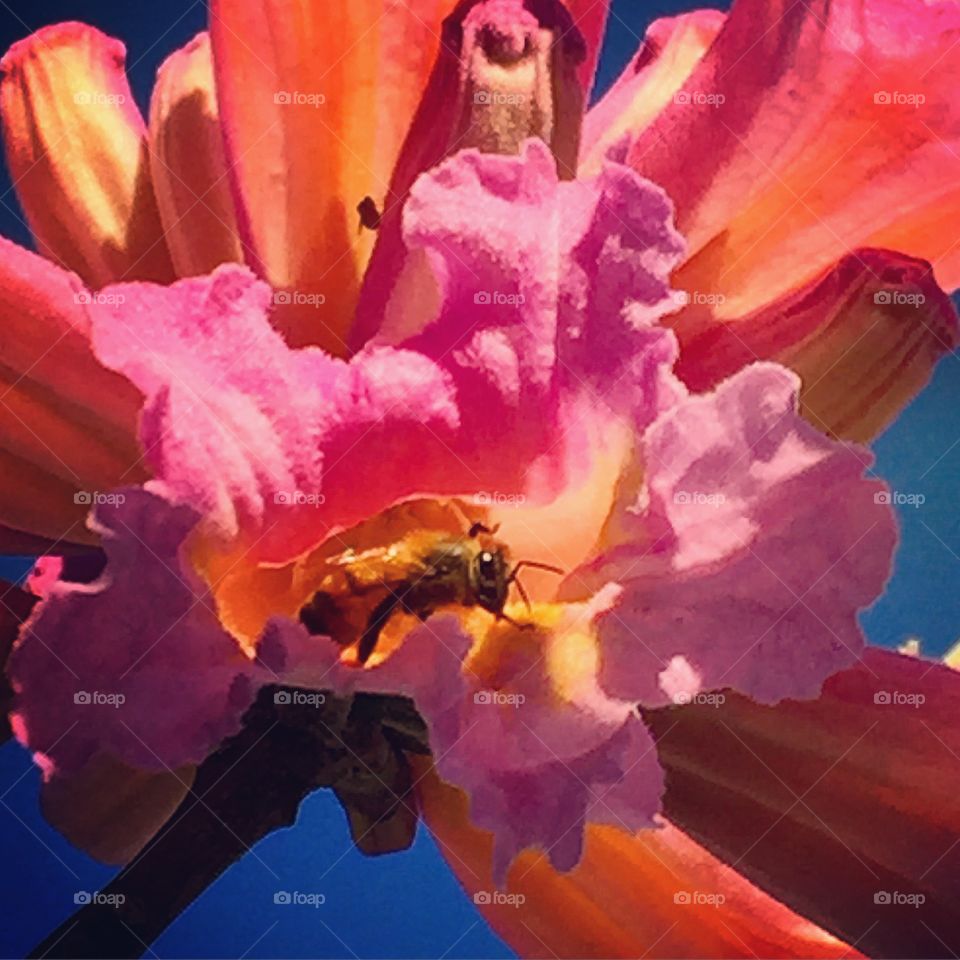 Bee in Tabebuia blossom