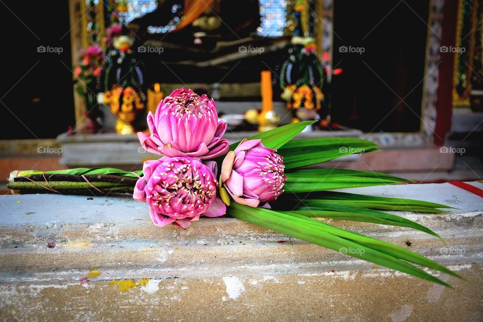 the beautiful bouquet pink lotus p worship buddha in the thai temple