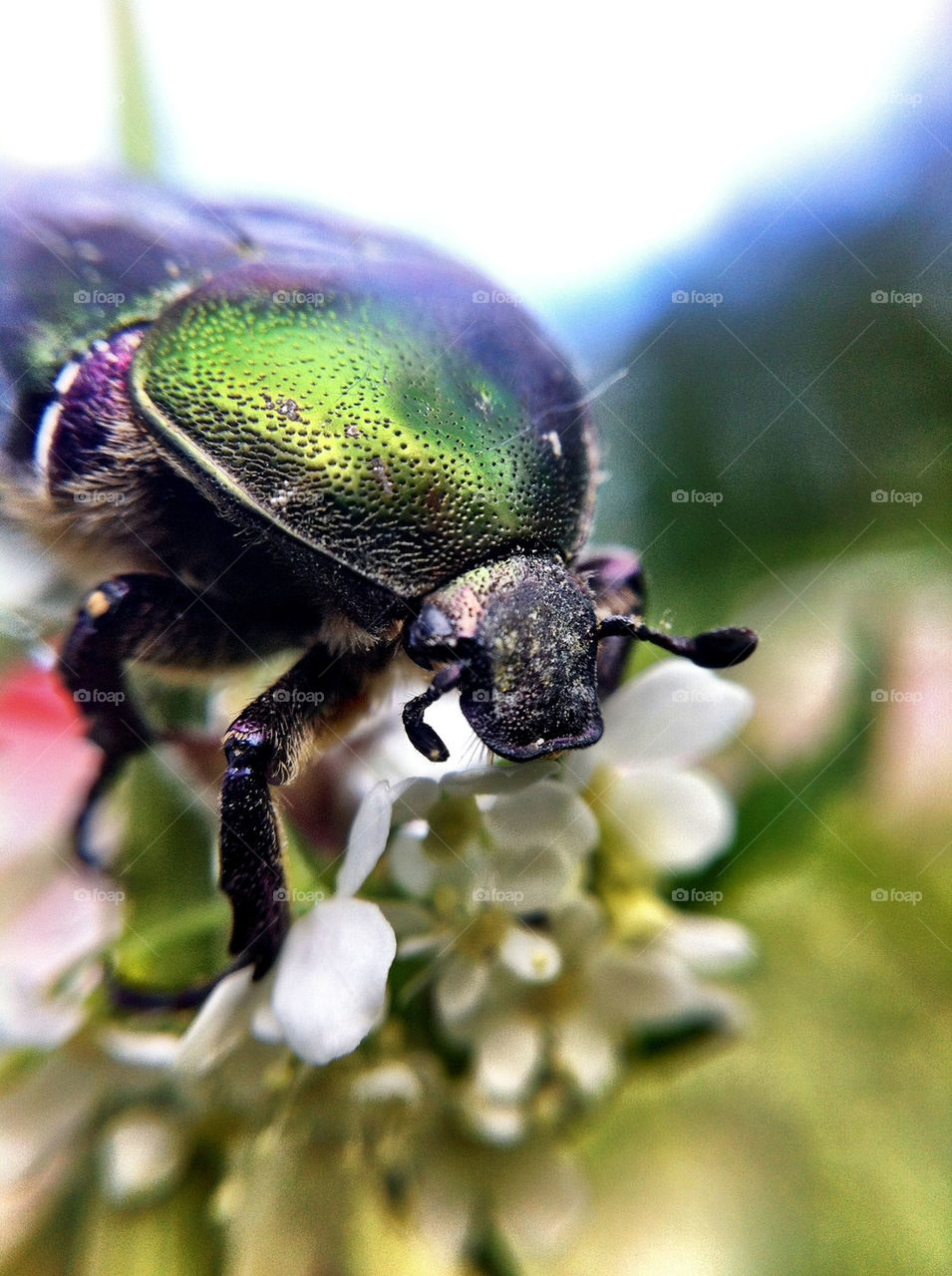 garden animals insects bugs by ka71