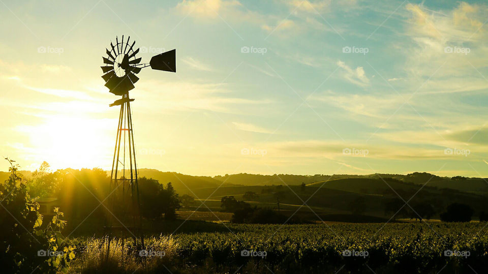 Windmill and vineyard