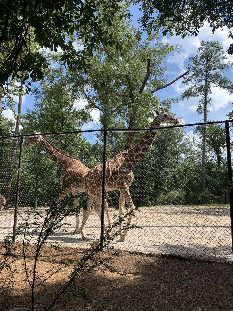 Giraffes 