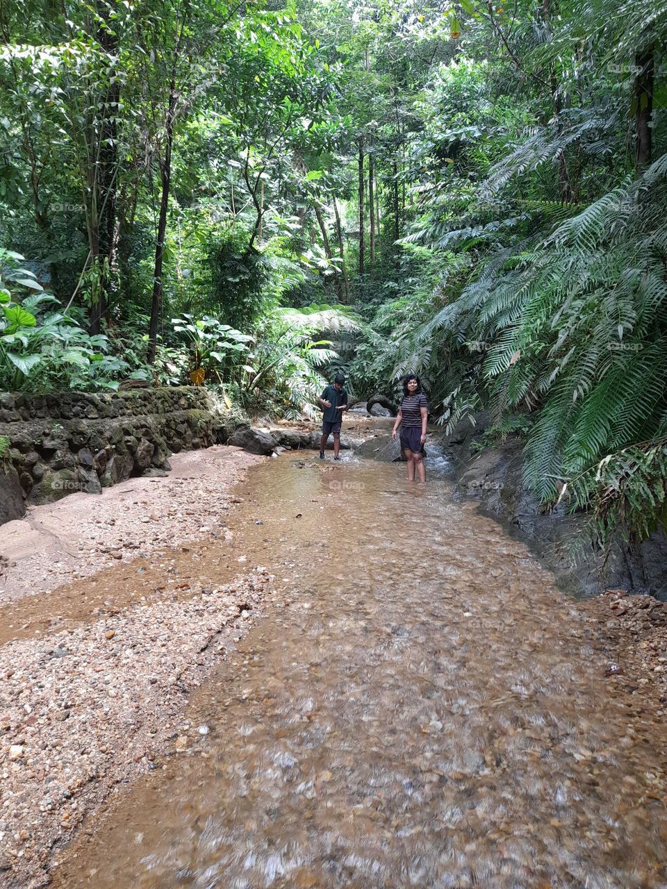 Beautiful stream in Sri Lanka.  water flows very calmly in side a forest.