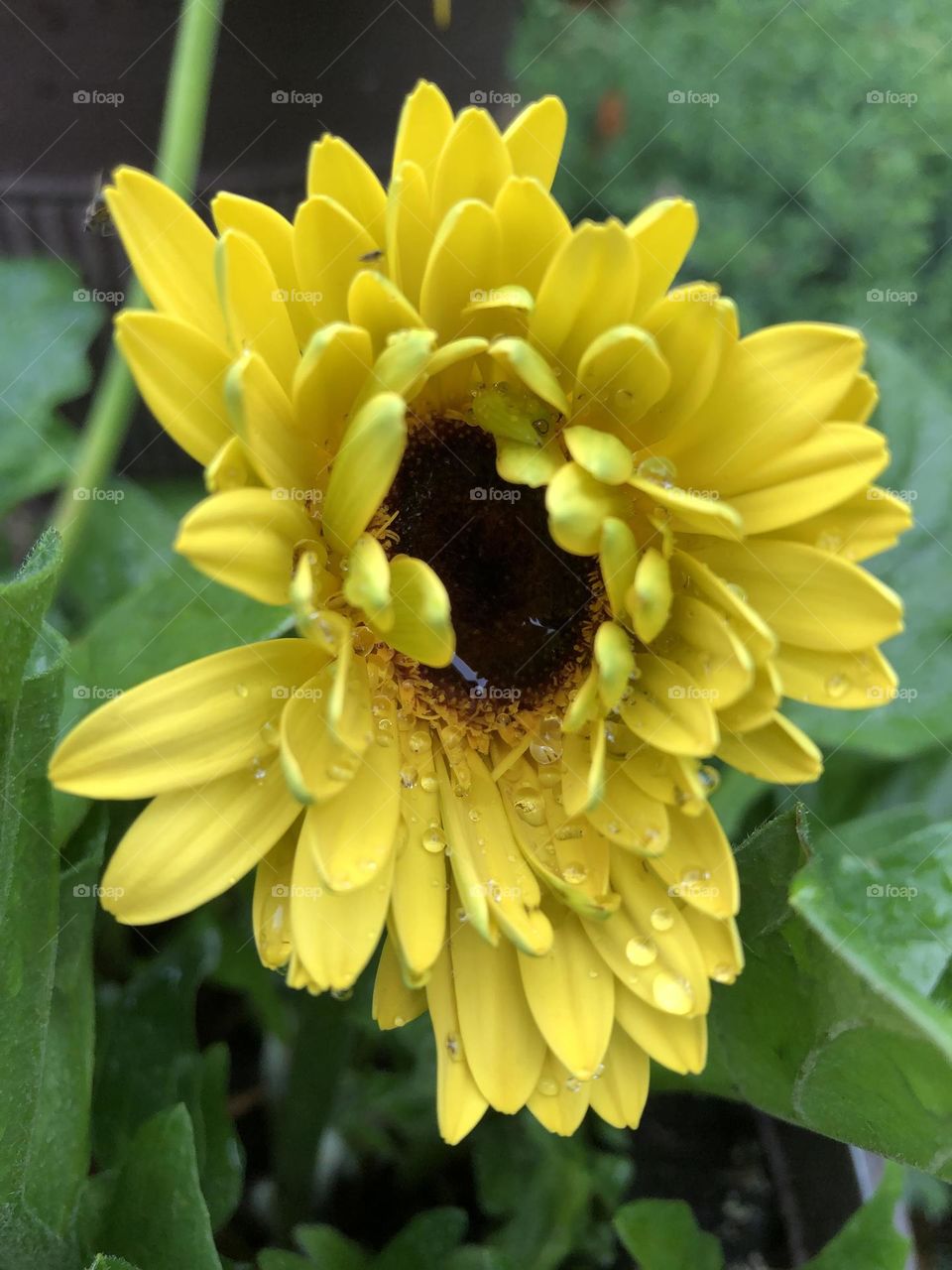 Yellow daisies 