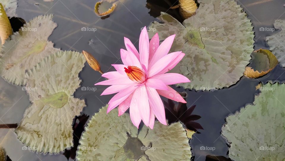 bunga teratai di air