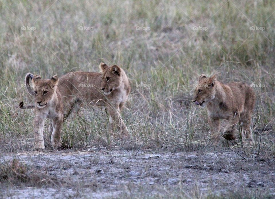 Curious cubs