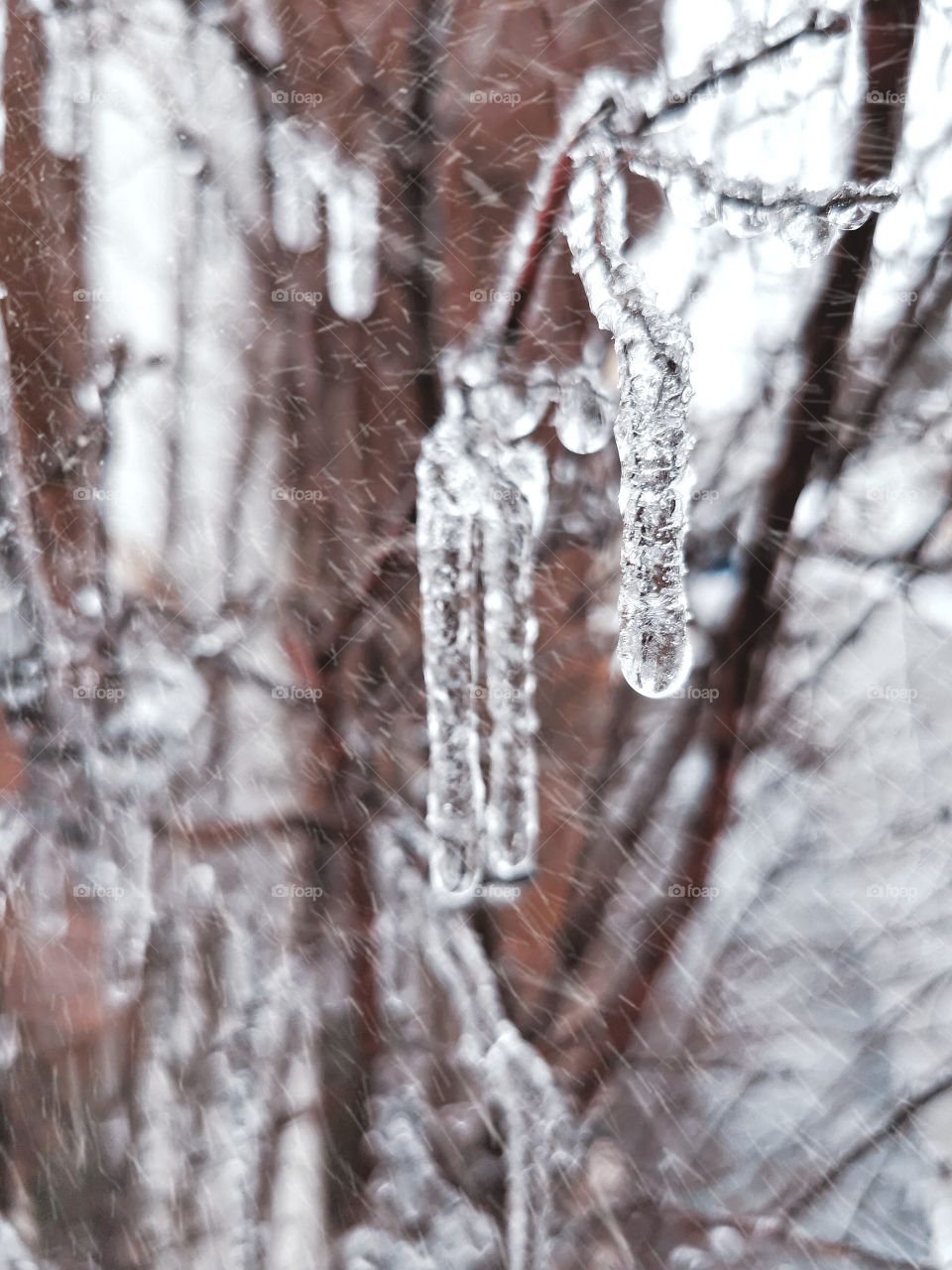 Ice hanging from the tree an snow falling