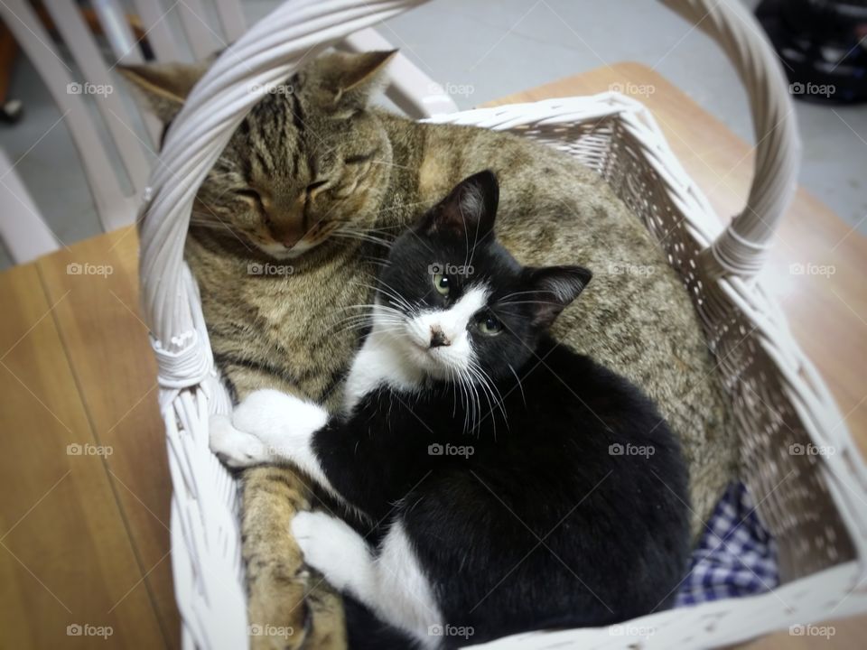 Two Kittens in a Basket