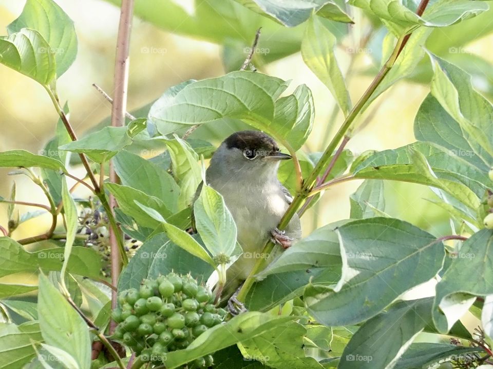 Blackcap