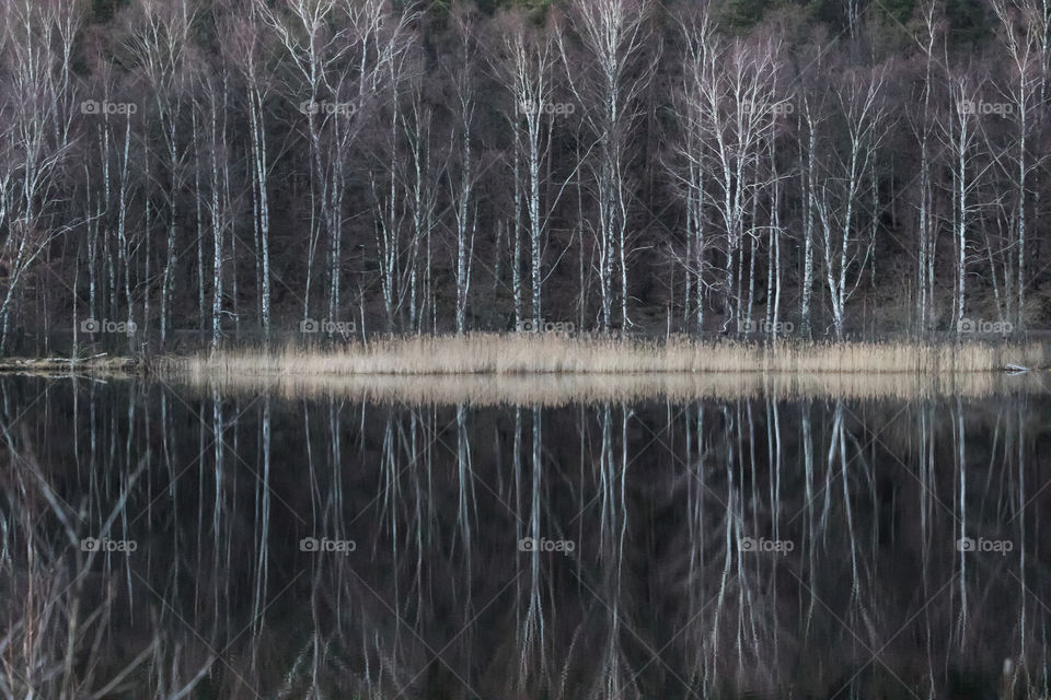 Birch tree reflection on mirror lake 