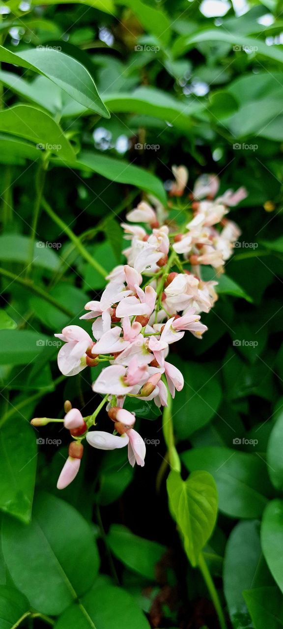 weed flower