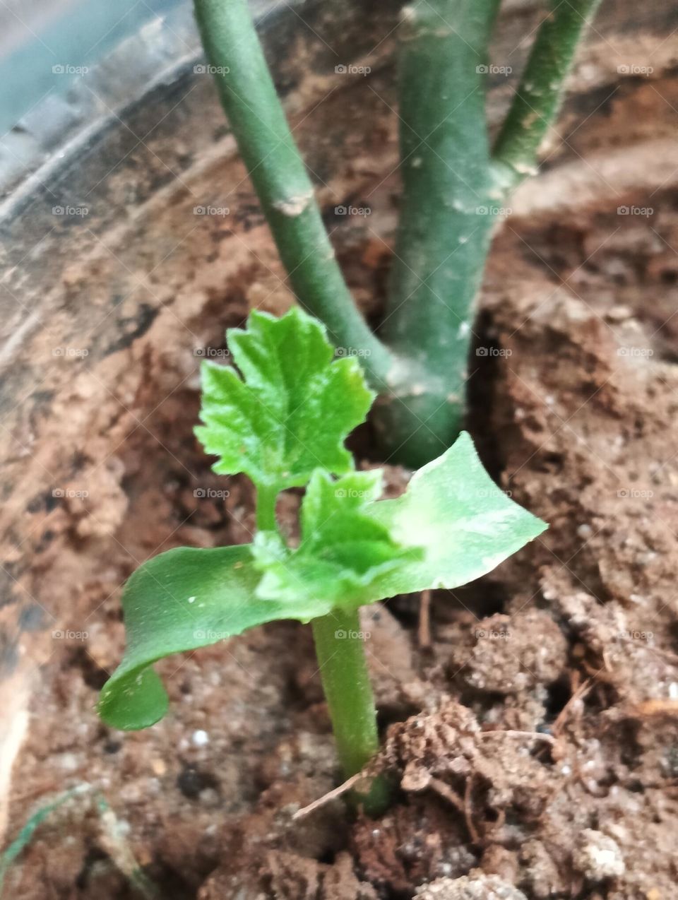 new born leaf