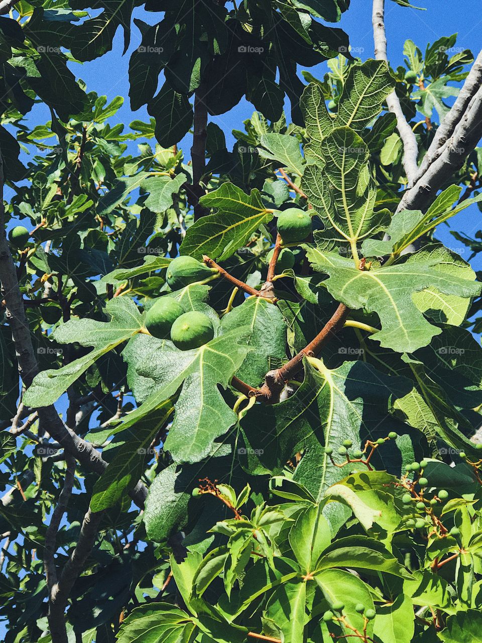 Fig tree 