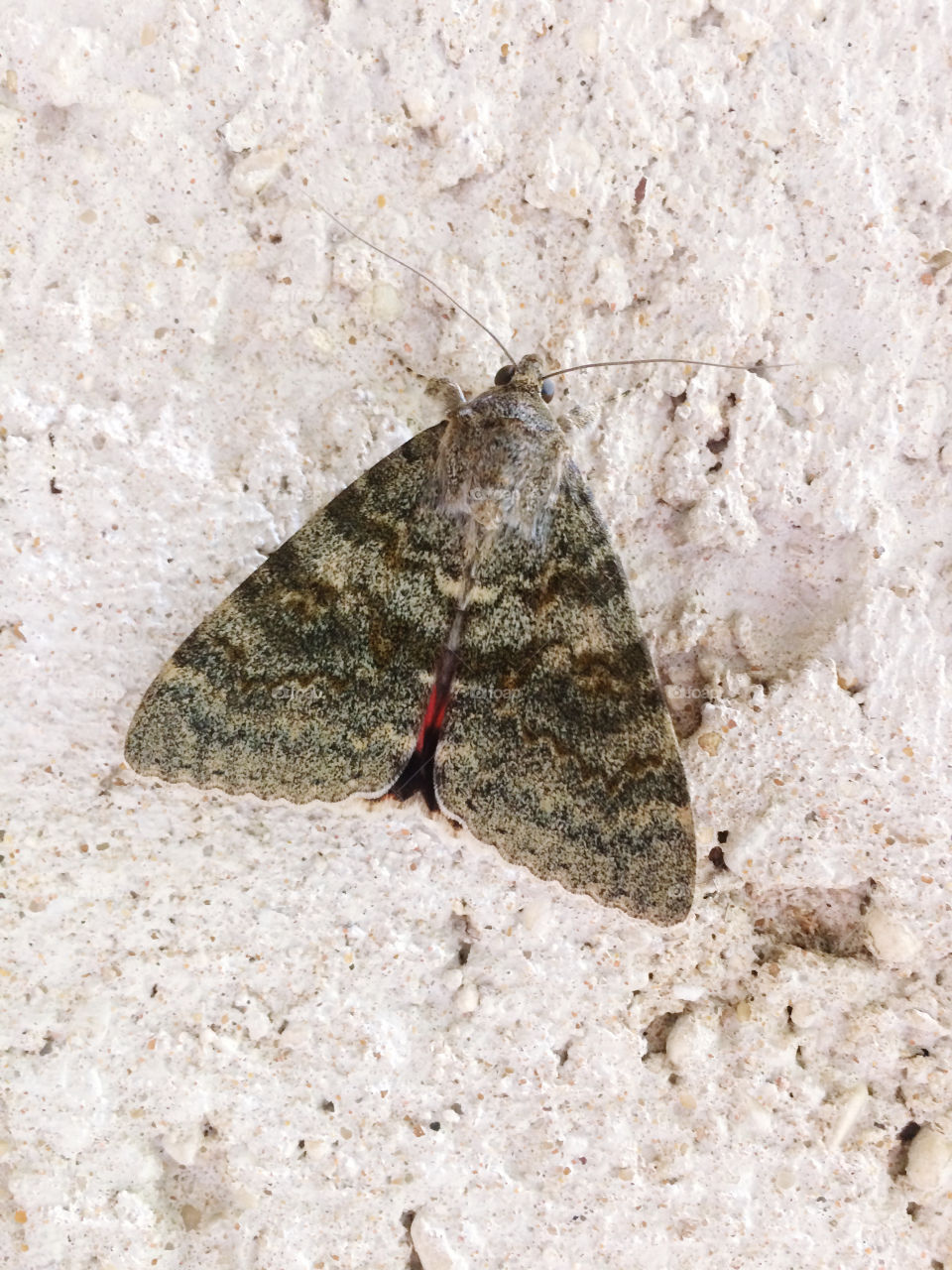 Moth with grey patterns and red body