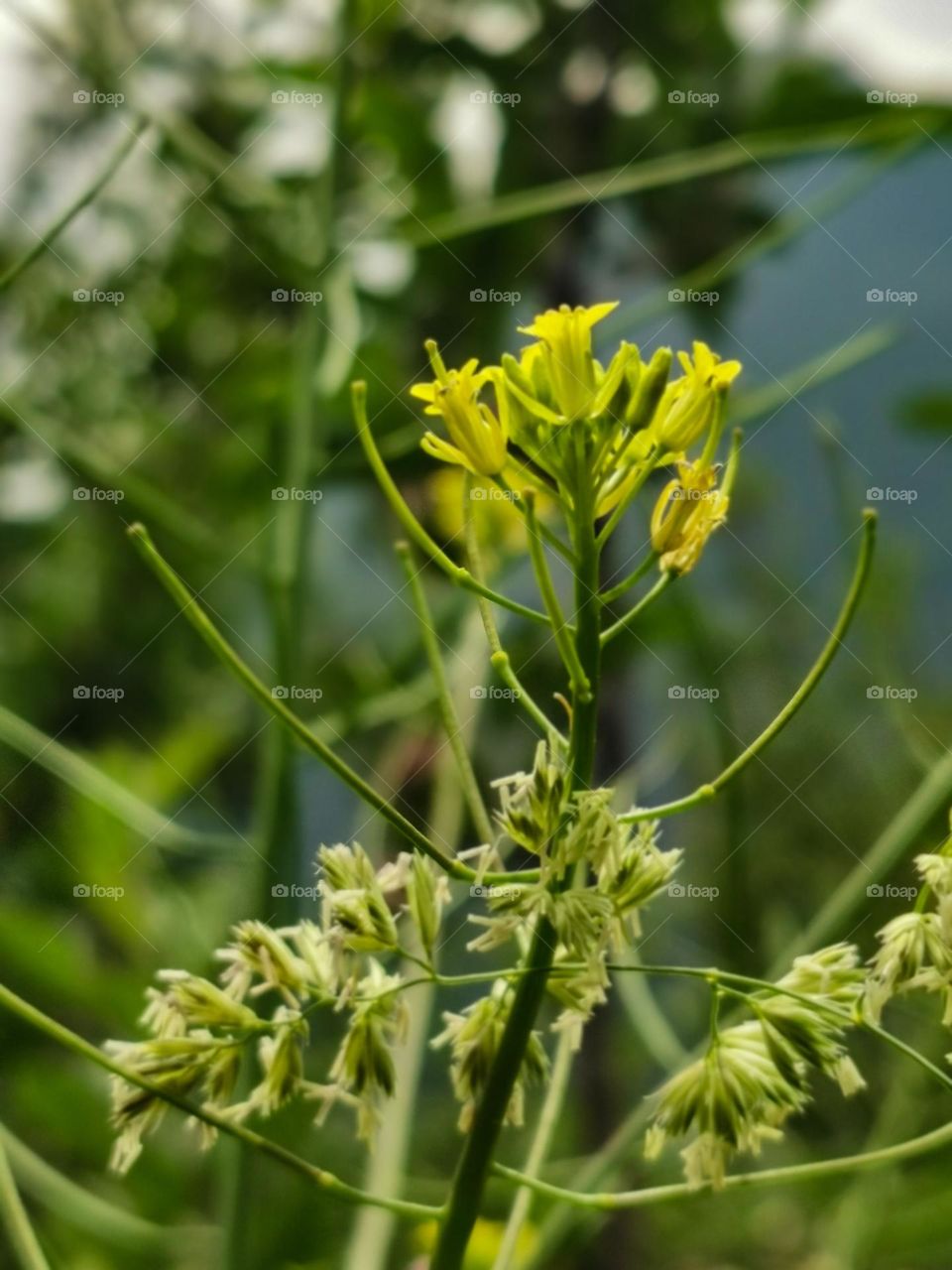Wild bush flowering