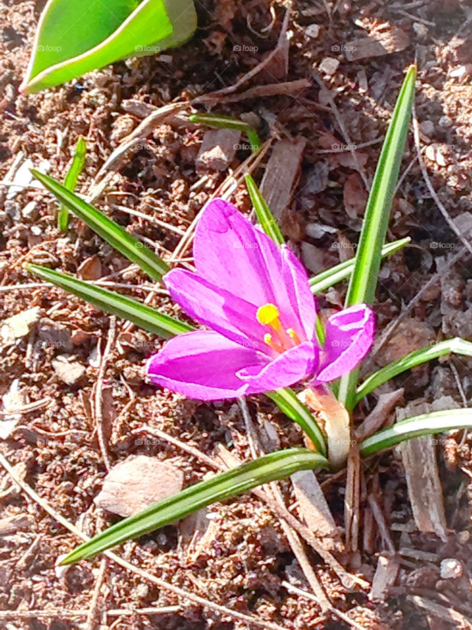 Singular Purple Crocus
