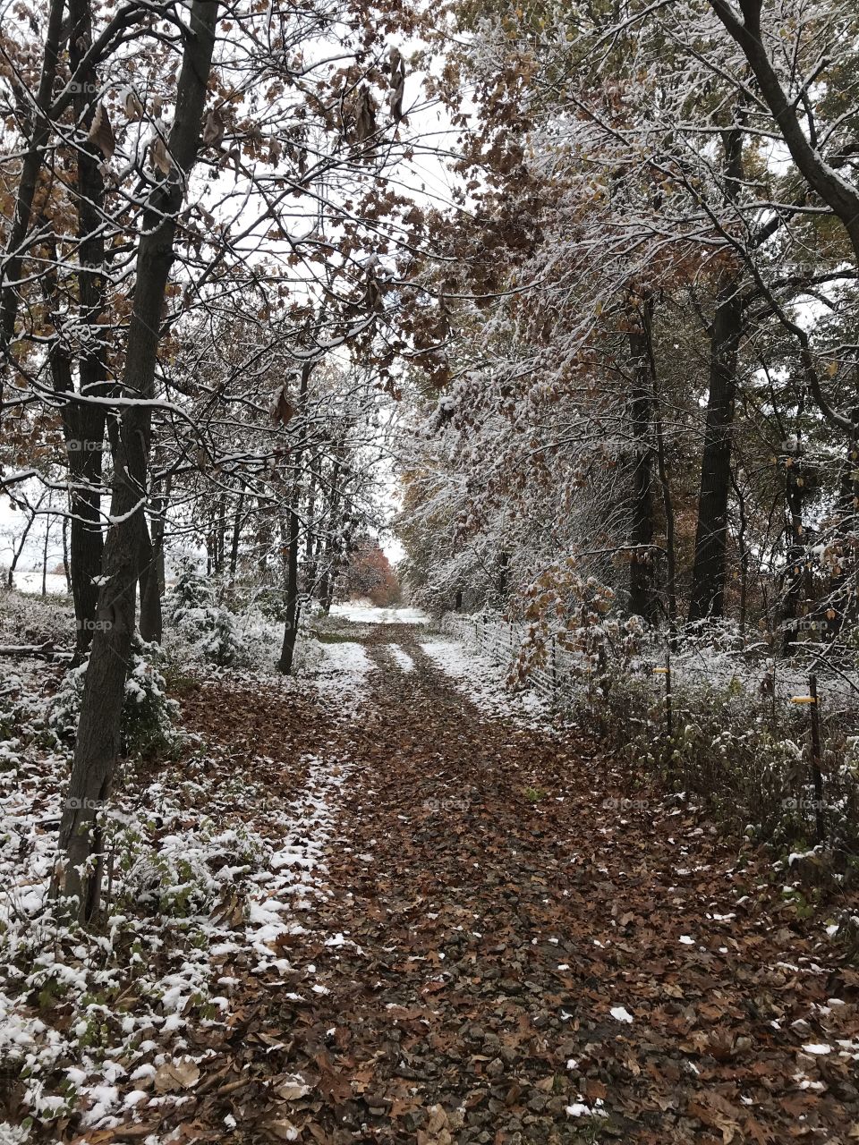 A peaceful trail covered with leaves winds through the woods, dusted with fresh snow.