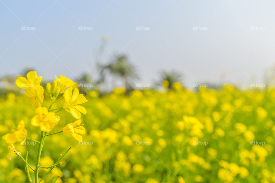 Blooming canola flowers close up. Rape flower in summer. Bright Yellow blooming rapeseed flowers. Blooming rape or (Brassica napus). rape seed on sky background. Springtime summer agriculture design.