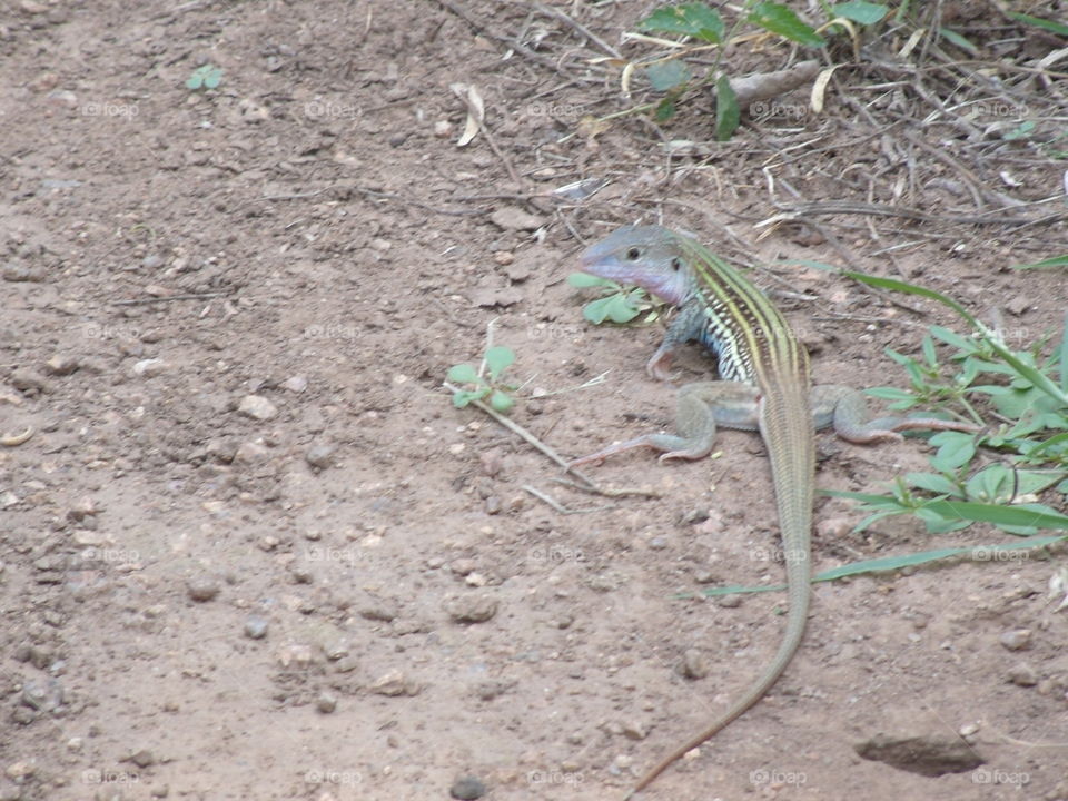 Oklahoma Lizard