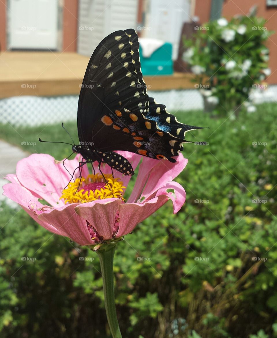 swallowtail & light pink zinnia