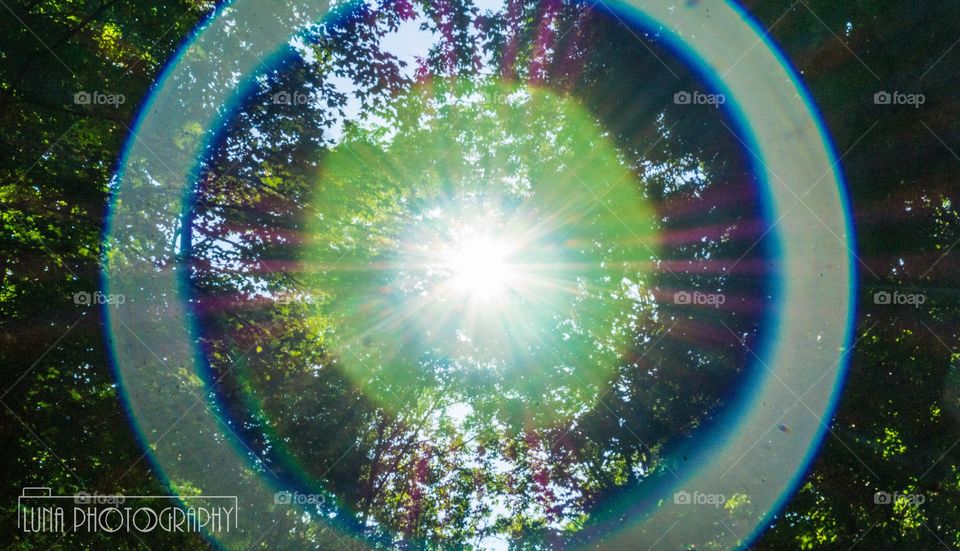 Sun rays peaking through a forest above 