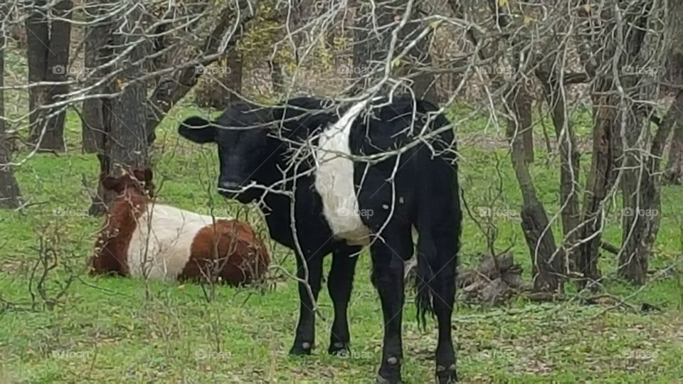 Calfs in the field