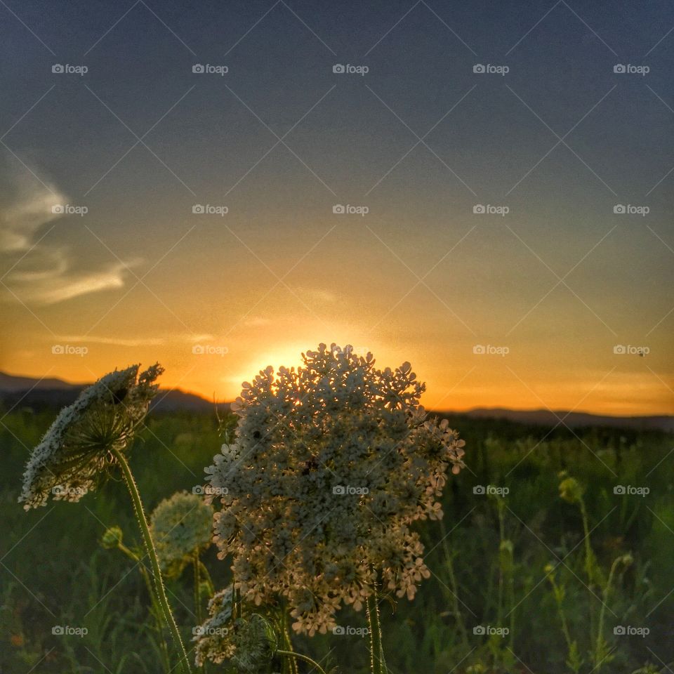 Flowery Sunset. This photo was taken in Amherst, Virginia as the sun was setting during mid June! The wildflower is hiding the sun! 