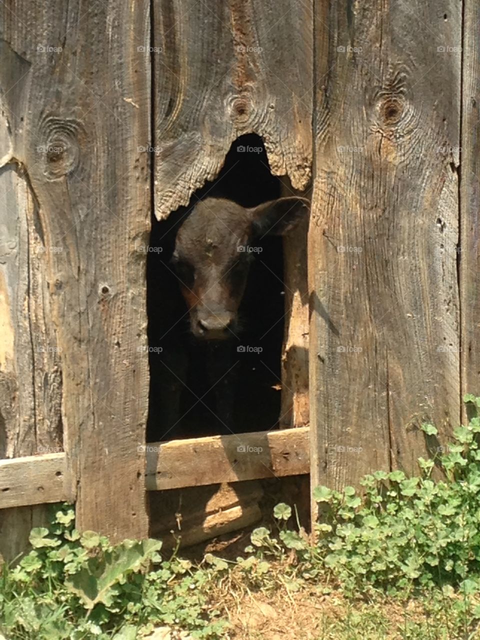 Calf standing in between the railing