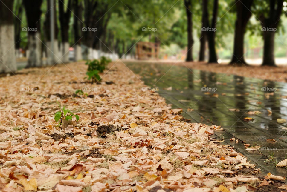 Rainy leafy day