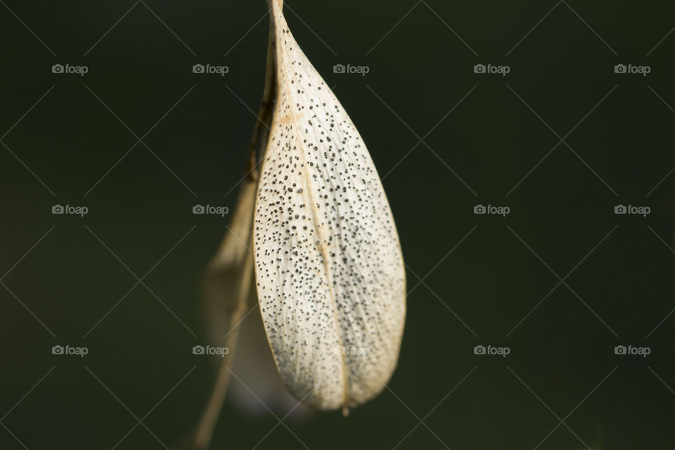 dry leaf on a plant.