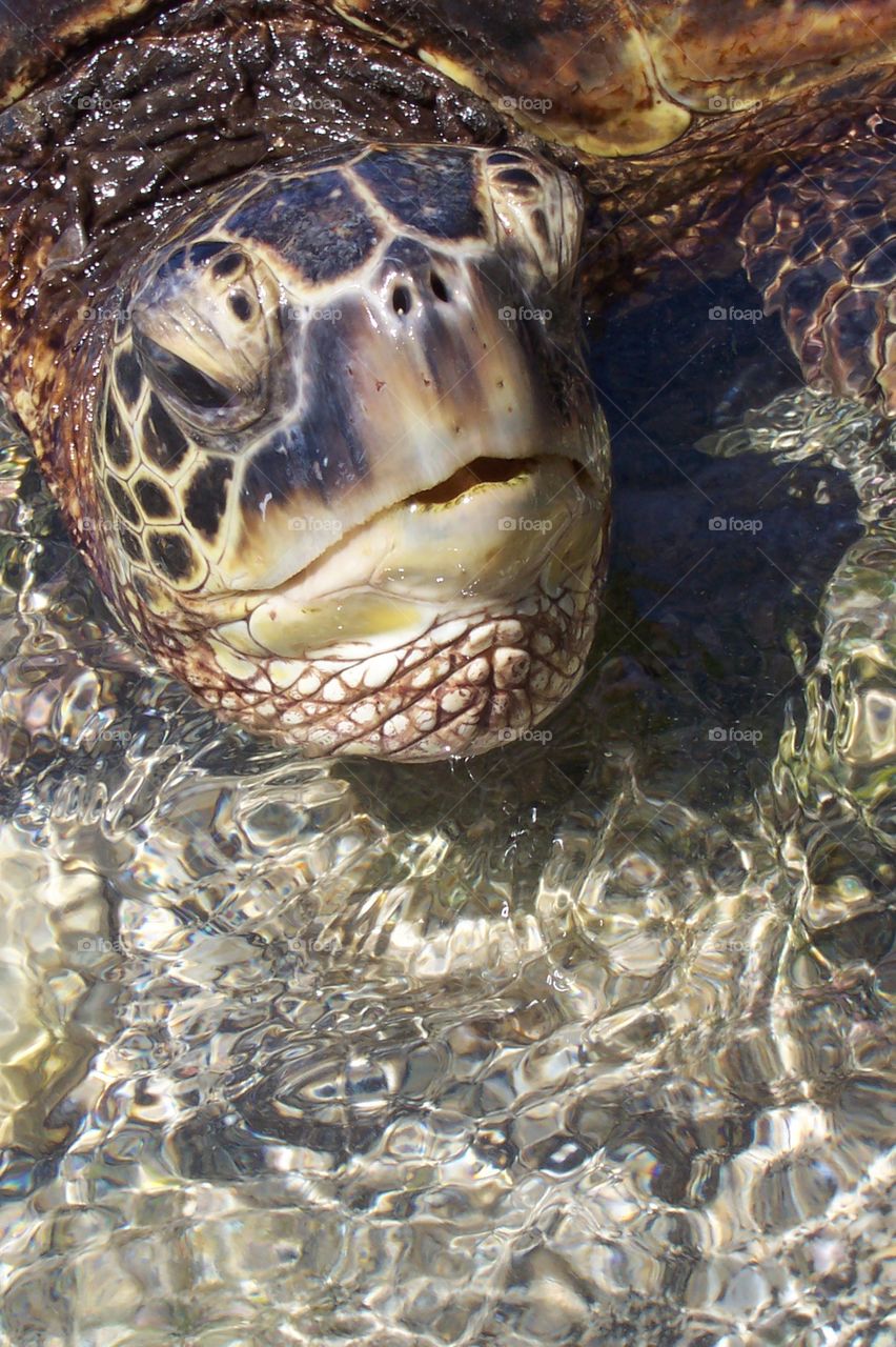 turtle face. swimming in Hawaii we were greeted by a local