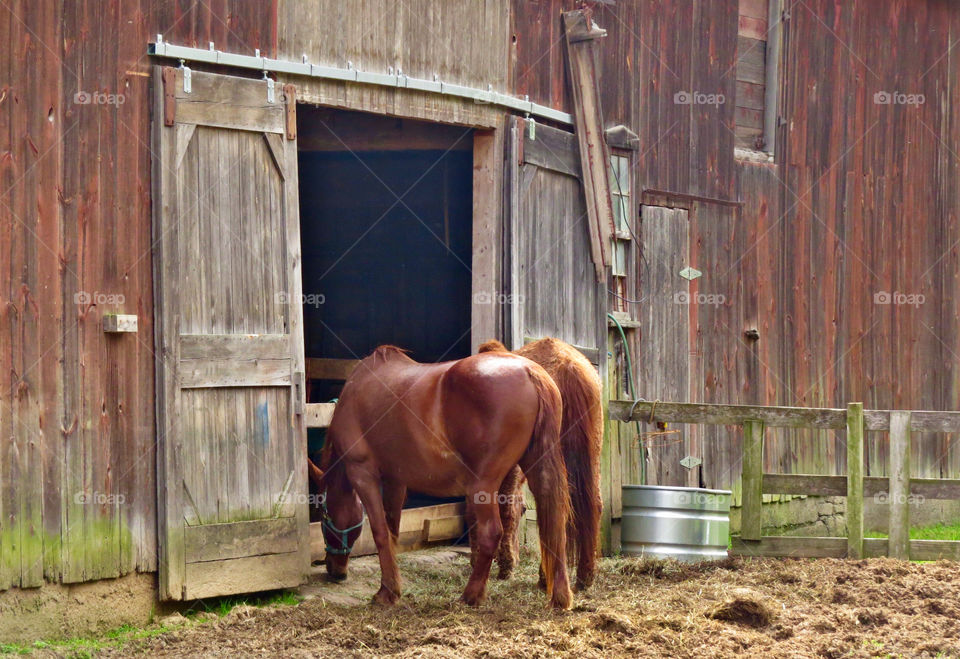 Horses and barn