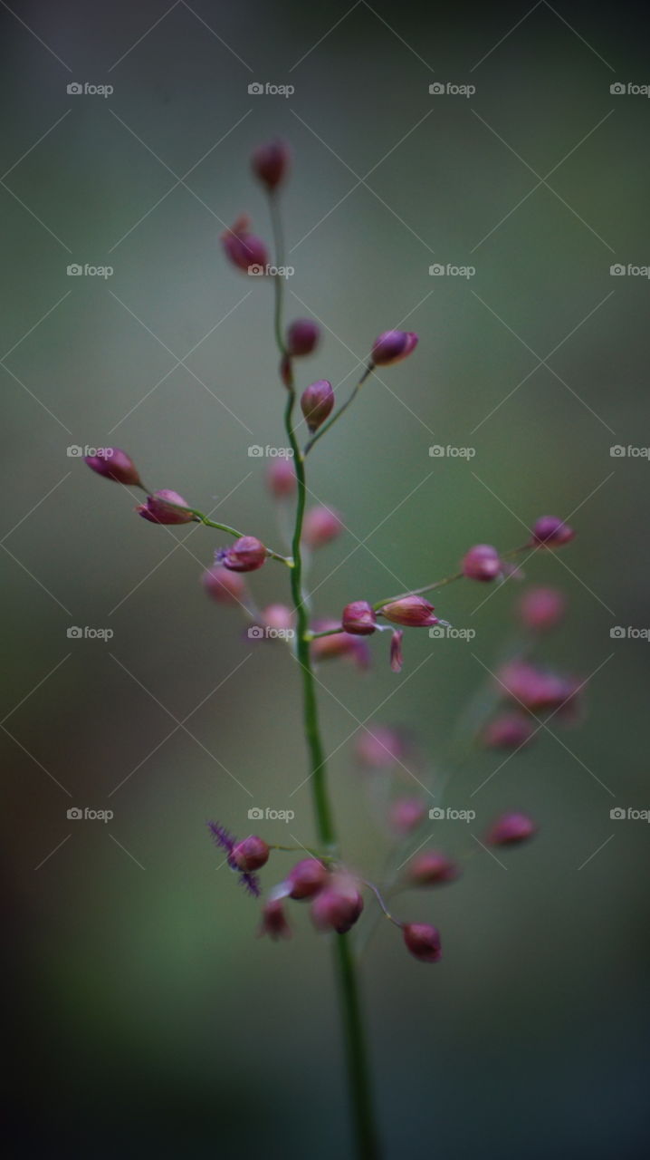 Macro photography flower