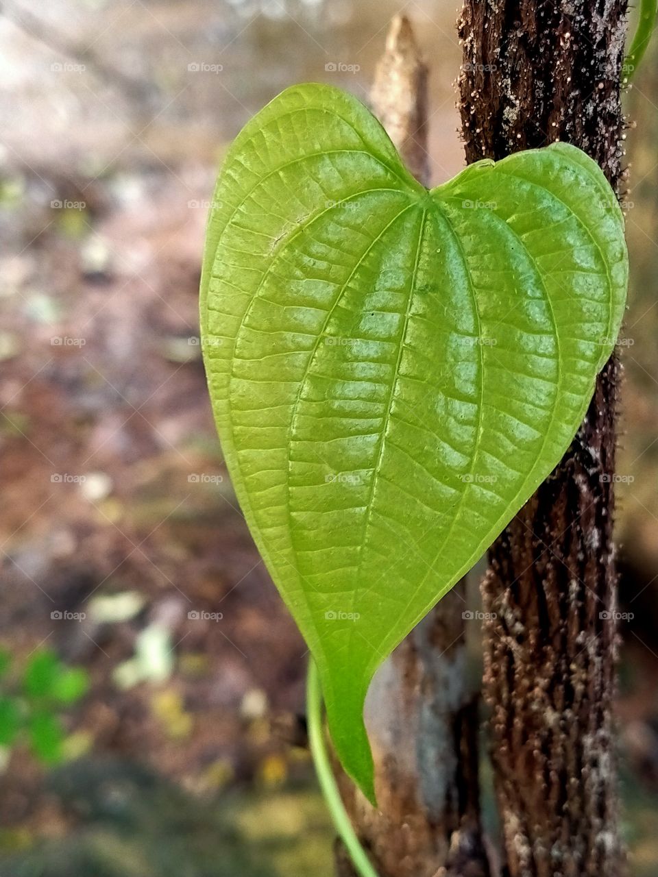 leaf