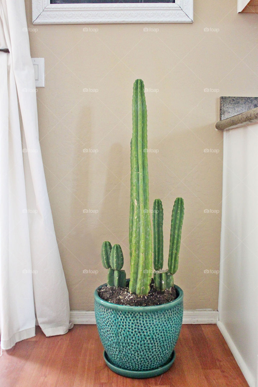 Cactus at home