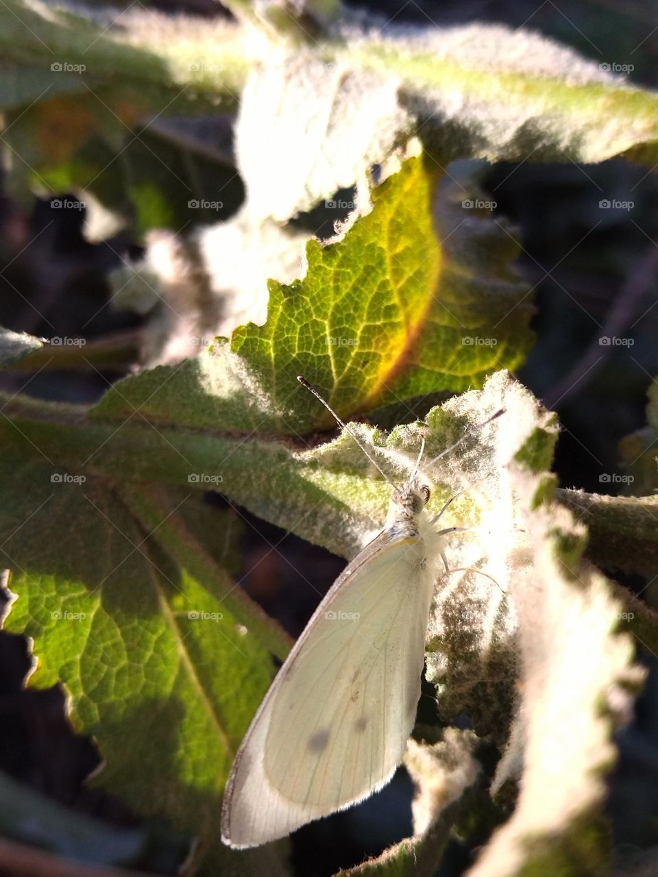 butterfly in a leave