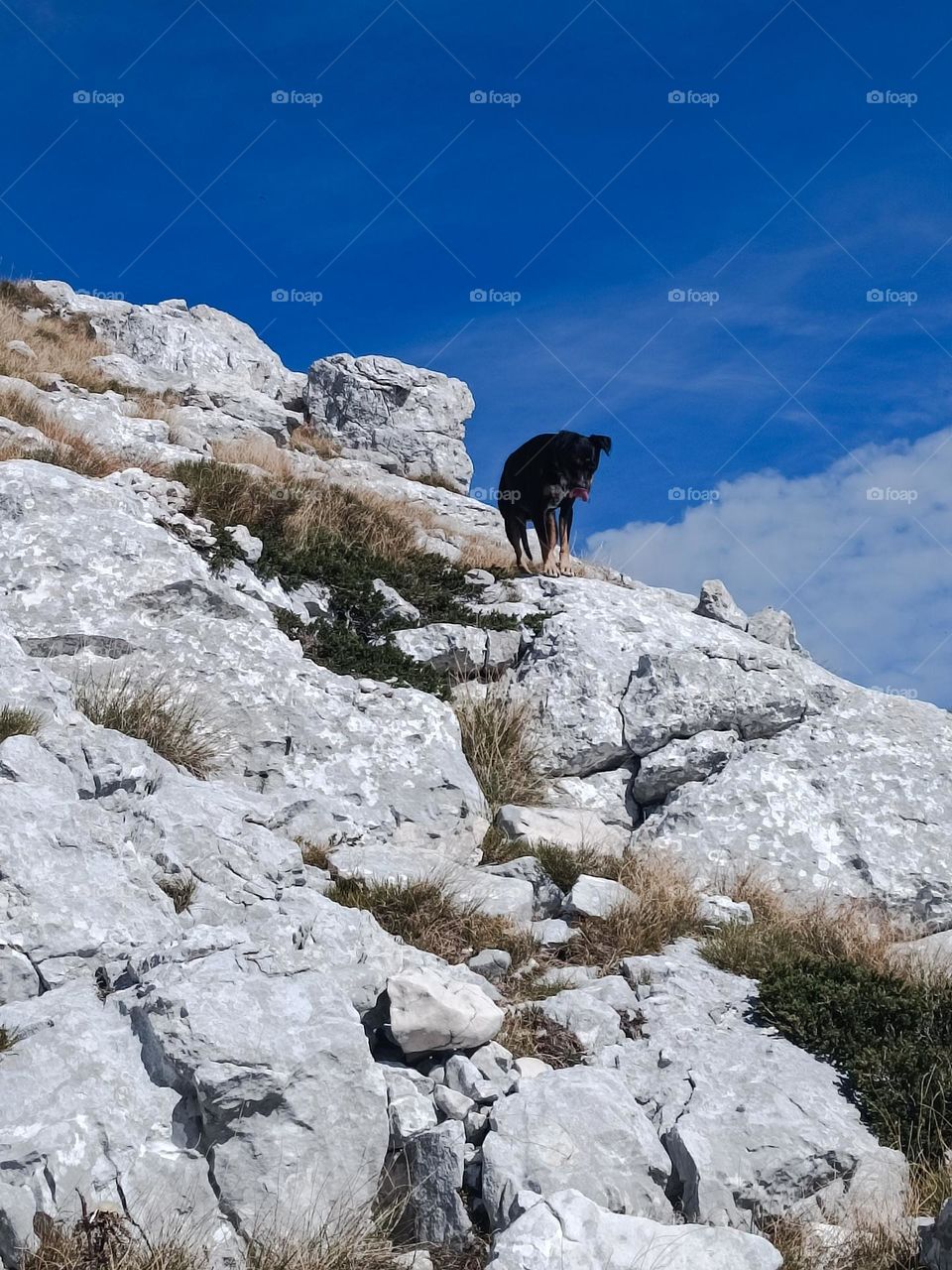 mountaiclimbing with a dog