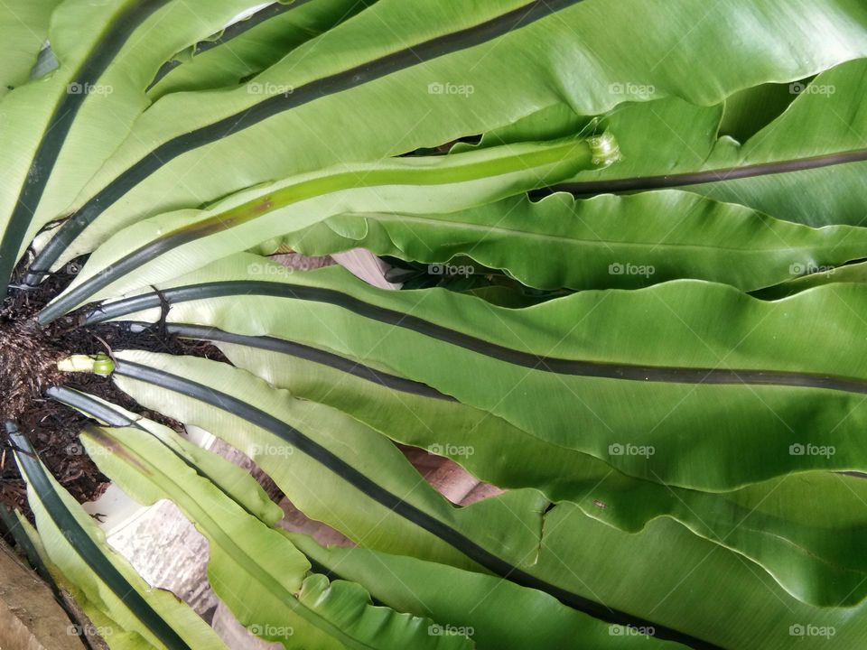 hearts tongue fern