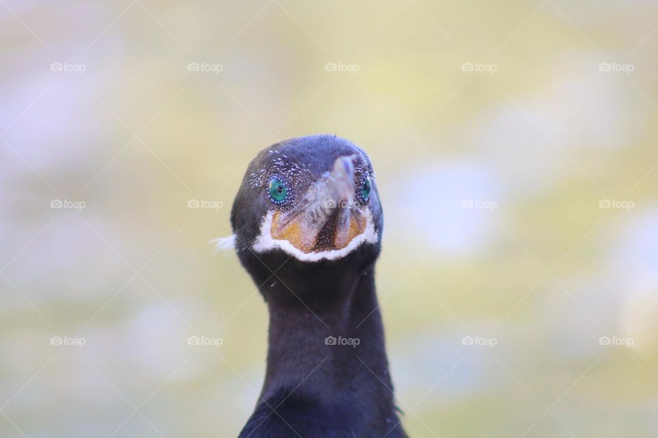 close up of double- crested cormorant